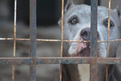 Altas temperaturas en Tampico amenazan la salud de mascotas