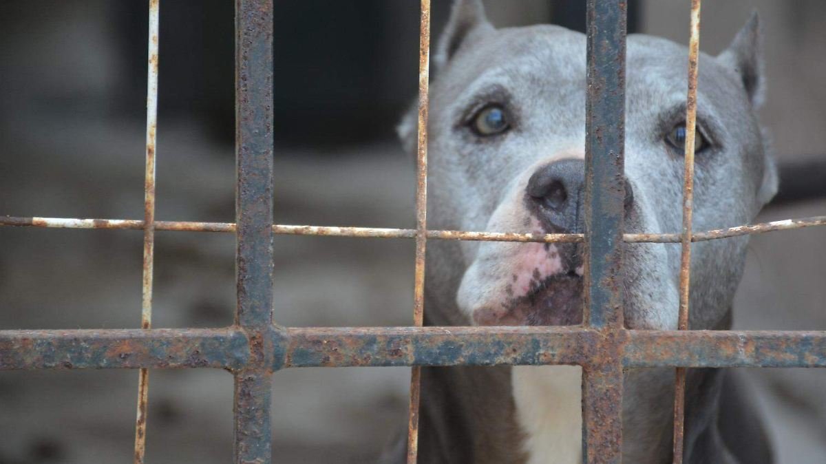 Altas temperaturas en Tampico amenazan la salud de mascotas