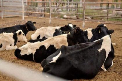 Casos de gusano barrenador aumentan a 14 en Coahuila