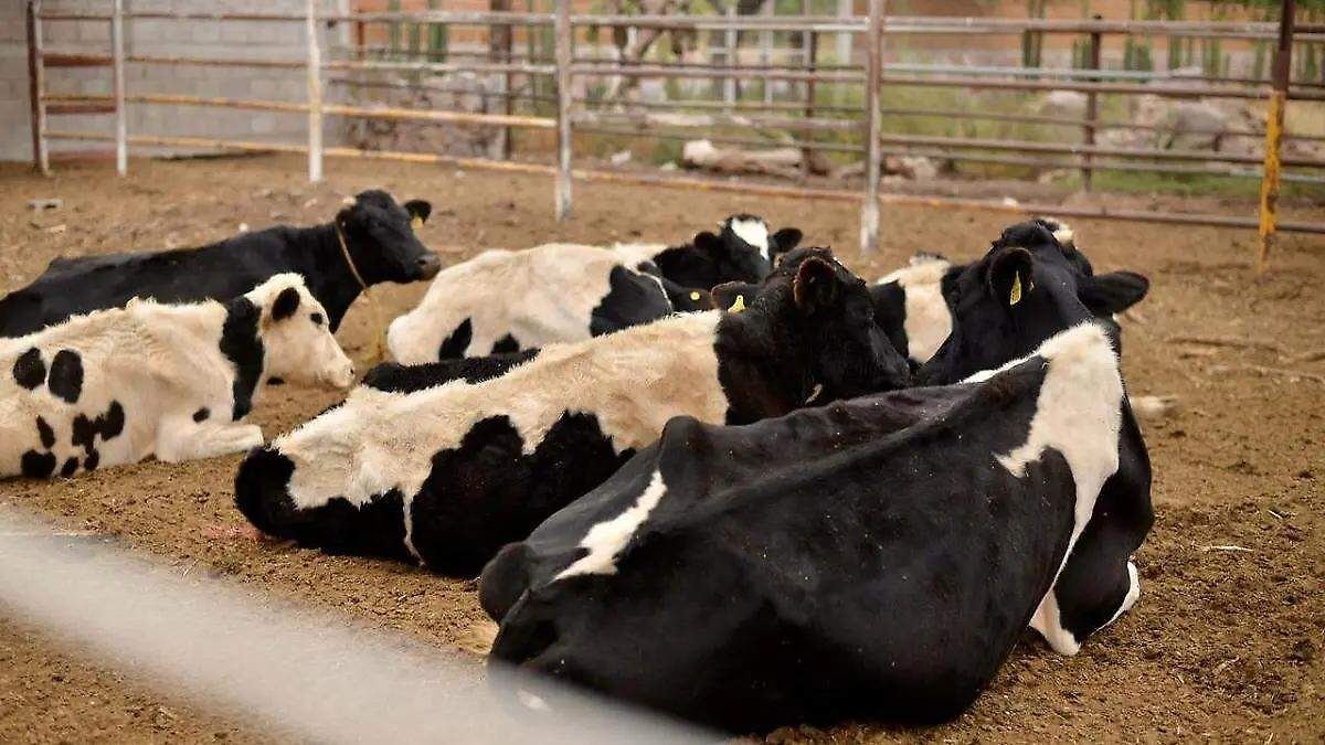 Casos de gusano barrenador aumentan a 14 en Coahuila