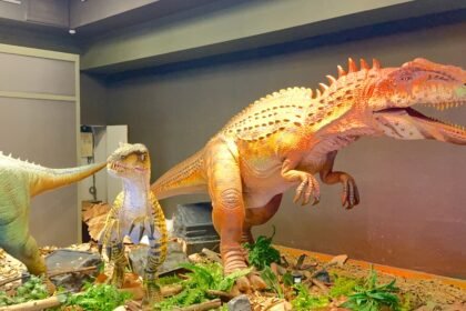 Dinosaurios de Coahuila tendrán exhibición gigante en el AIFA