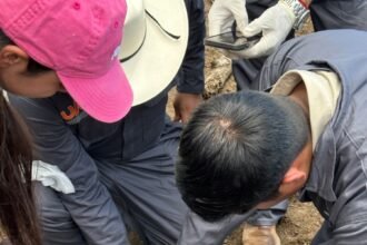 Contienen brote de gusano barrenador en ganado de Tamaulipas