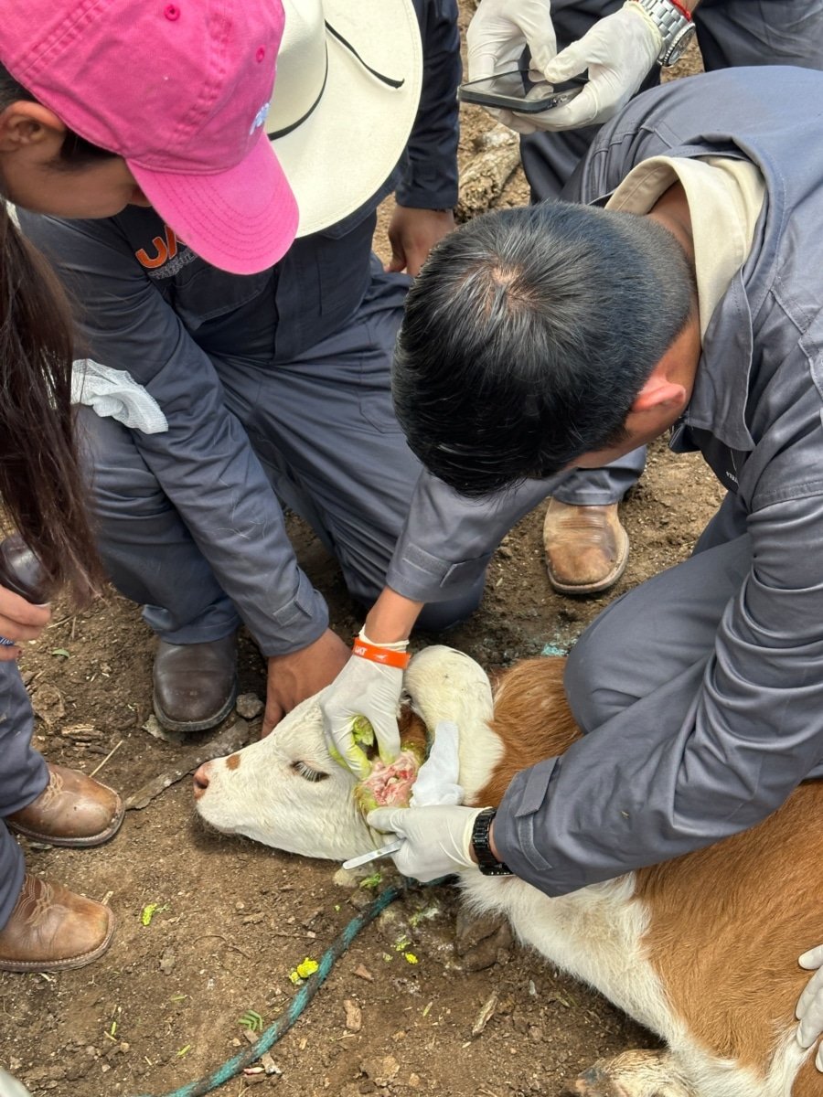Contienen brote de gusano barrenador en ganado de Tamaulipas