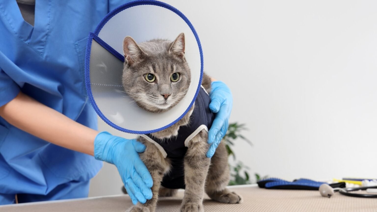 Proponen esterilización animal gratuita y permanente en Nuevo León