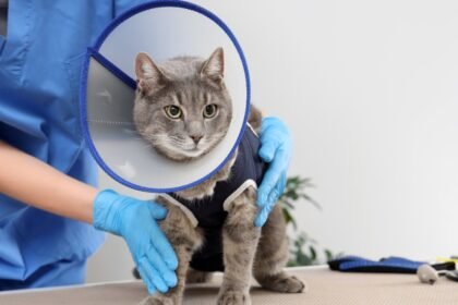 Proponen esterilización animal gratuita y permanente en Nuevo León