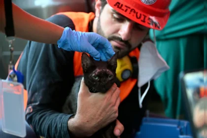 Rescatan a un gato entre escombros tras sismos en Venezuela