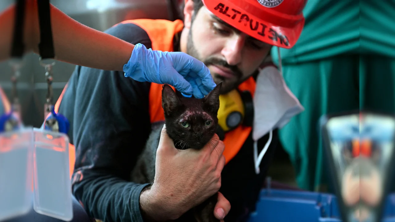 Rescatan a un gato entre escombros tras sismos en Venezuela