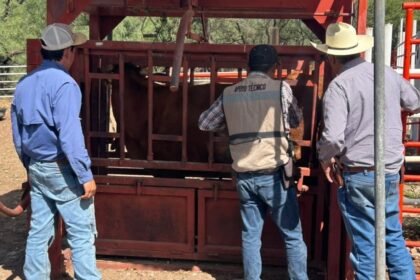 Detectan cuatro casos de gusano barrenador en ganado de Chihuahua
