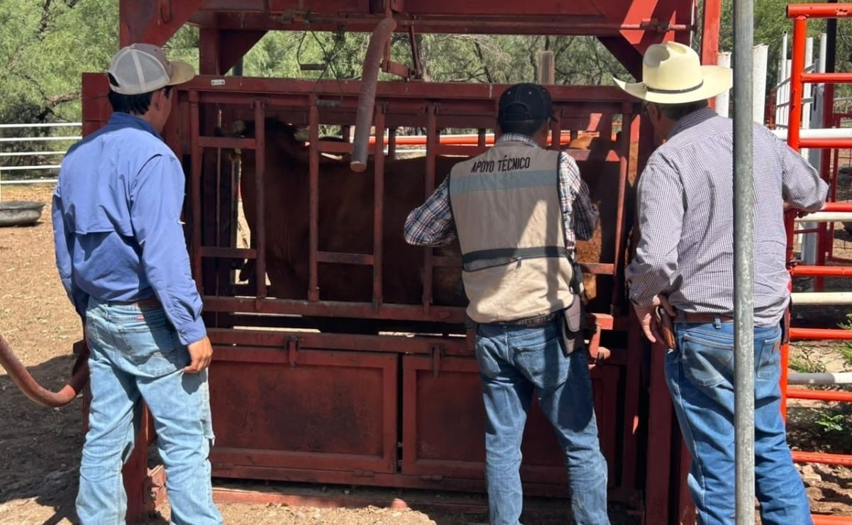 Detectan cuatro casos de gusano barrenador en ganado de Chihuahua