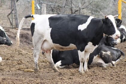 Sur de Chihuahua concentra 82% de casos de gusano barrenador