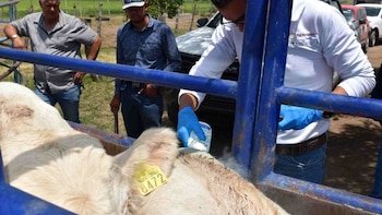 México libera moscas estériles en Chihuahua contra plaga agrícola