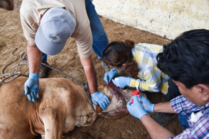 Sonora refuerza medidas contra el gusano barrenador del ganado