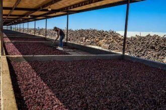 Solicitan indicación geográfica para chile chipotle de Camargo