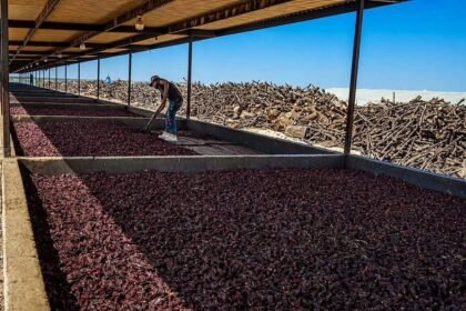 Solicitan indicación geográfica para chile chipotle de Camargo