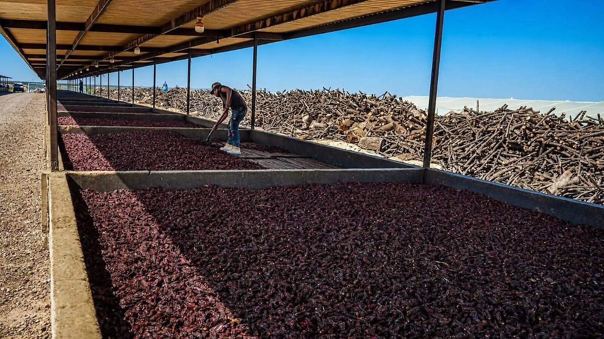 Solicitan indicación geográfica para chile chipotle de Camargo