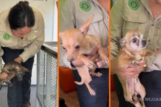 Rescatan a 16 chihuahuas en condiciones insalubres en Nuevo León