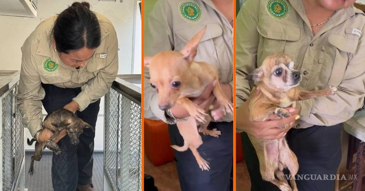 Rescatan a 16 chihuahuas en condiciones insalubres en Nuevo León