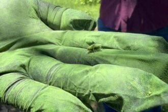 Dispersan mosca estéril en Sonora y Chihuahua contra plaga ganadera