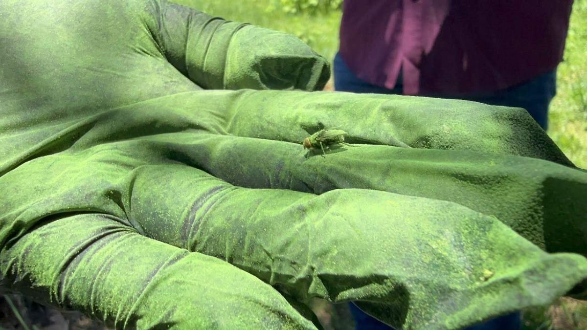 Dispersan mosca estéril en Sonora y Chihuahua contra plaga ganadera