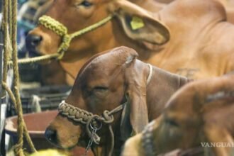 Chihuahua reanuda exportación de ganado en pie a Estados Unidos