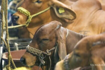 Chihuahua reanuda exportación de ganado en pie a Estados Unidos
