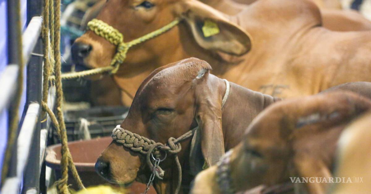 Chihuahua reanuda exportación de ganado en pie a Estados Unidos