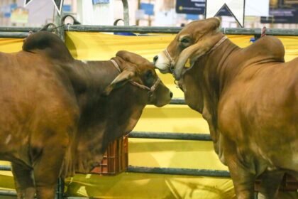 Sonora aplaza exportación de ganado a EE. UU. por fallas técnicas
