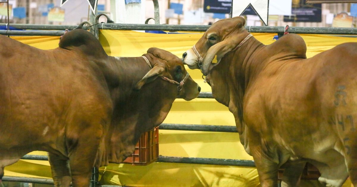 Sonora aplaza exportación de ganado a EE. UU. por fallas técnicas