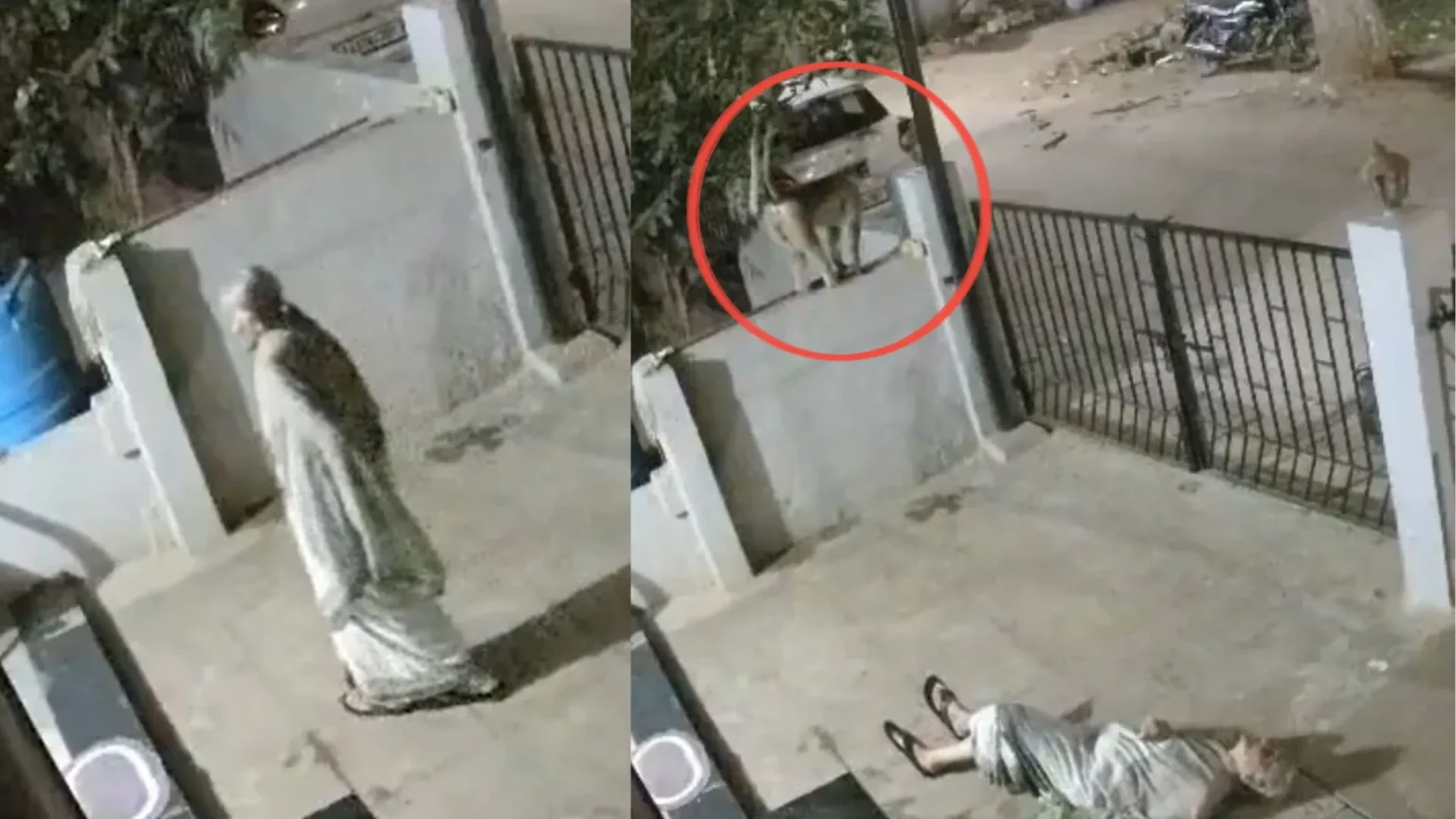 Muere mujer de 91 años tras ataque de mono en Karnataka, India