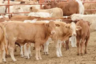 Ganaderos de Tamaulipas esperan reanudar exportación a EU