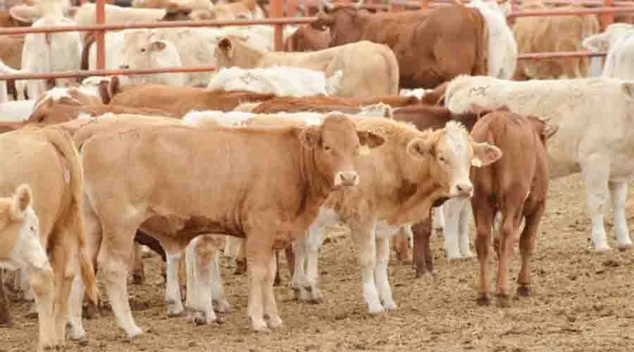 Ganaderos de Tamaulipas esperan reanudar exportación a EU